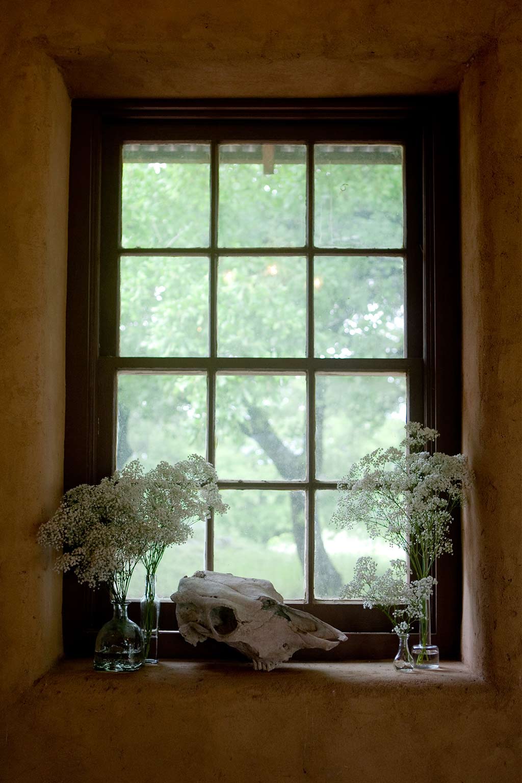 texas longhorn skull on window sill with babys breath floral at wedding reception